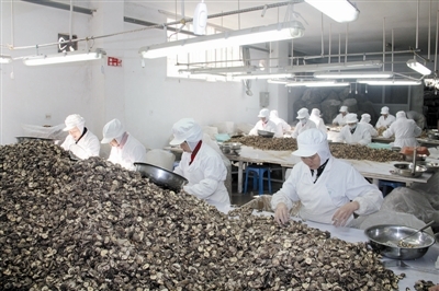 從田間到舌尖 麗水香菇的嚴選之路與市場機遇